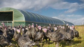 Na maďarské farmě se objevila ptačí chřipka: Zabijí kvůli tomu 9 tisíc krůt