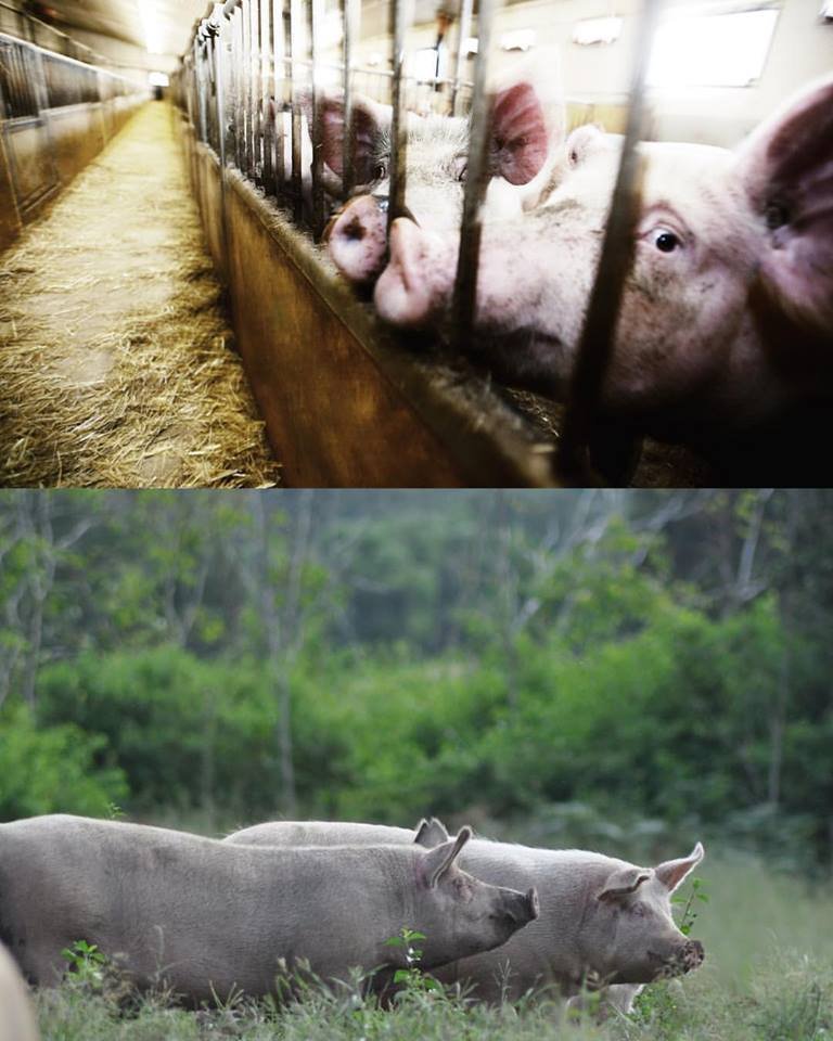 Zvířata ve velkochovech často prožijí život v otřesných podmínkách. Manželé Jonasovi chtějí poukázat na to, že to jde i jinak.