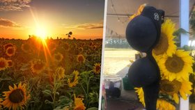 Zákazníci, ponechte si své oblečení: Ve slunečnicovém poli u farmy se fotil tucet polonahých žen