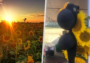 Zákazníci, ponechte si své oblečení: Ve slunečnicovém poli u farmy se fotí tucet polonahých žen