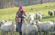Gabriela zachraňuje starobylé plemeno původních valašských ovcí.