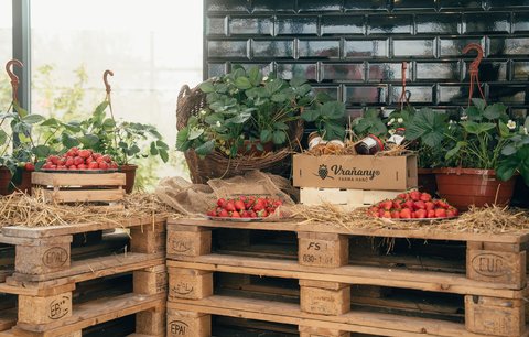 Pecky z redakce: Festival Mezi ploty, jahodová sezóna ve Vraňanech a nové chutě české gastro scény