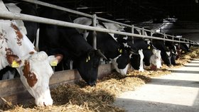 Posun v kauze týrání zvířat na Přerovsku: Majitel farmy dostal podmínku!