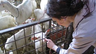 Začínali se dvěma kozami. Nyní jich na farmě Dora v Ratibořicích mají 850