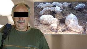 Farmář z Královéhradecka stanul u soudu kvůli obvinění z týrání ovcí