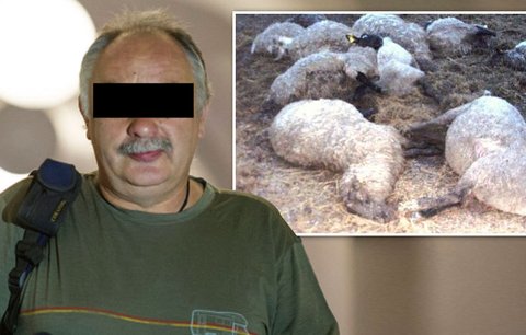 Farmář u soudu: Za týrání ovcí jen podmínka! Jehňata prý umírala před zraky kolemjdoucích