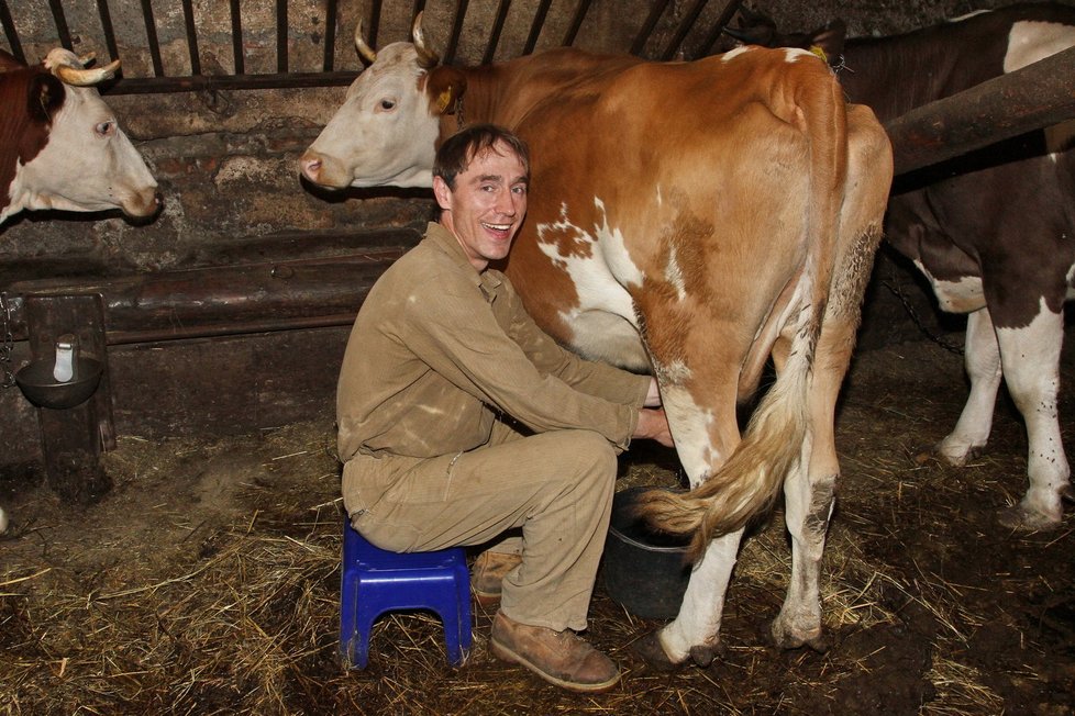 Farmář umí své kravky podojit
