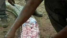 Farmáři uvnitř obřího hada našli osmdesát vajíček.