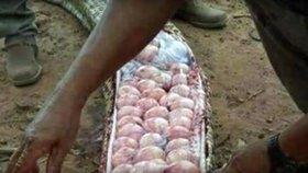 Farmáři uvnitř obřího hada našli osmdesát vajíček.