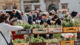 Farmářské trhy budou opět o sobotách v centru Plzně.