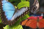 Výstavu exotických motýlů si ve skleníku Fata Morgana můžete prohlédnout od dubna do 26. května.