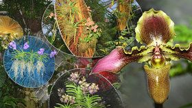 Koktejl barev ze všech koutů světa: Exotická výstava orchidejí v Praze otevírá brány