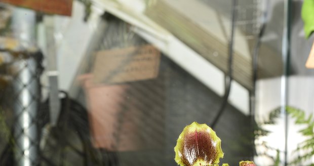 Chlupatá orchidej Paphieopedilum hirsuti je typická svým porostem i zabarvením, ve kterém lze při troše fantazie rozeznat obrysy tváře.