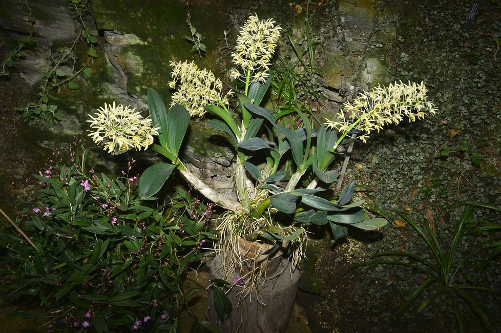 Výstava orchidejí ve Fata Morganě hraje všemi barvami. (2019)