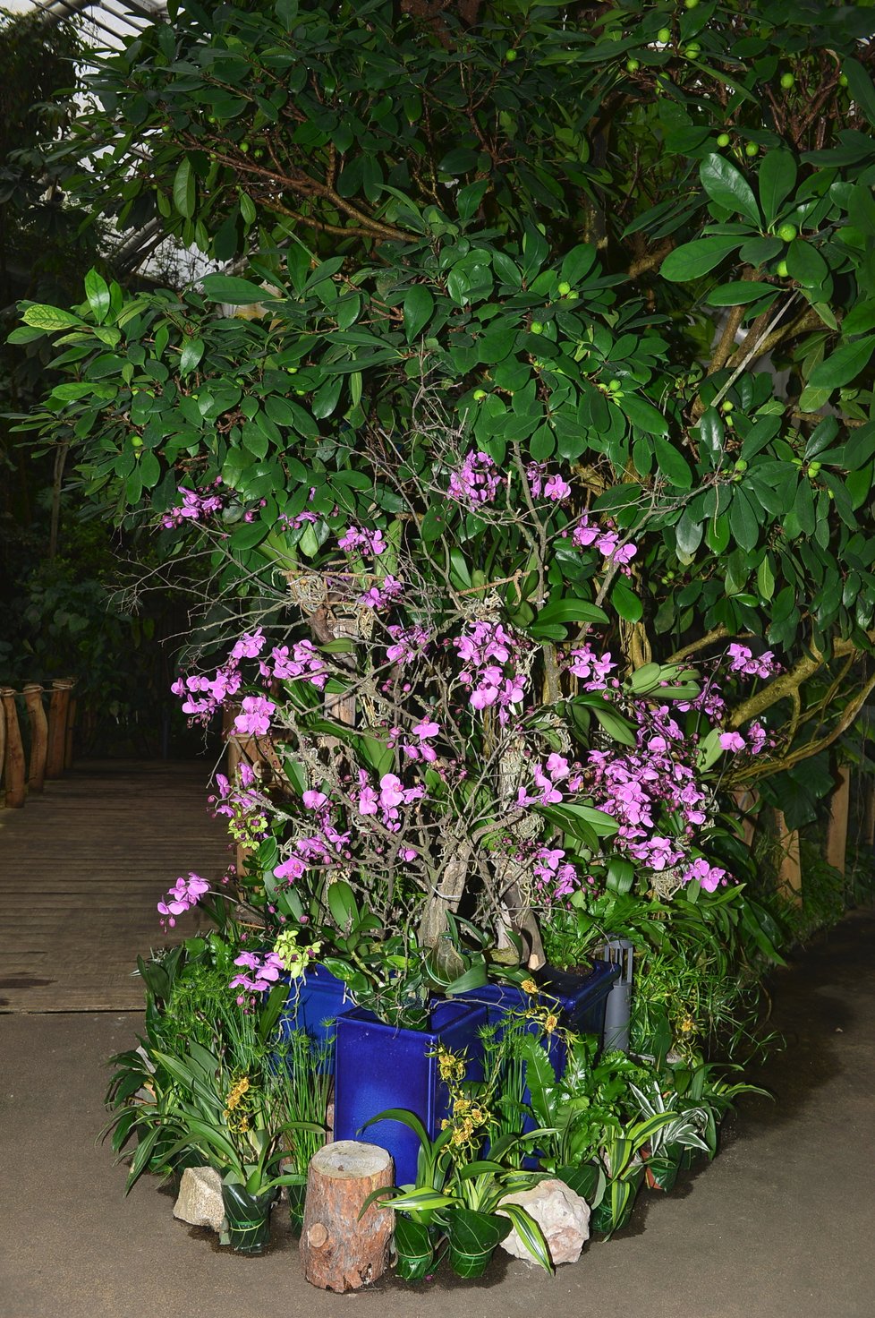 Letošní výstava orchidejí ve Fata Morganě hraje všemi barvami. Ke shlédnutí bude do 31. března 2019. Poté ji v dubnu a květnu nahradí originální výstava tropických motýlů.