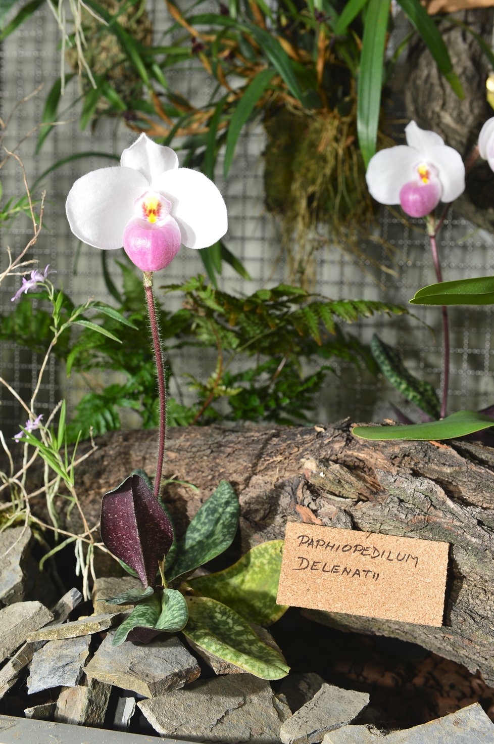 Tuto orchidej Paphiopedilum delenatii člověk ve volné přírodě uvidí jen zřídka. Je na pokraji vyhynutí.