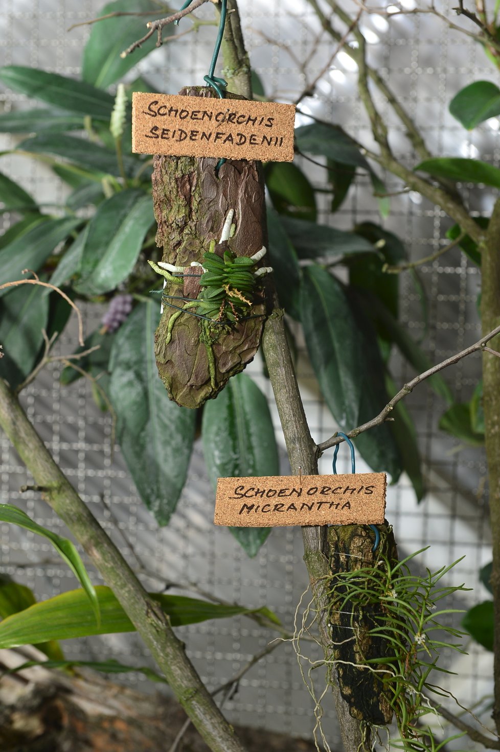 Letošní výstava orchidejí ve Fata Morganě hraje všemi barvami. Ke zhlédnutí bude do 31. března 2019. Poté ji v dubnu a květnu nahradí originální výstava tropických motýlů.