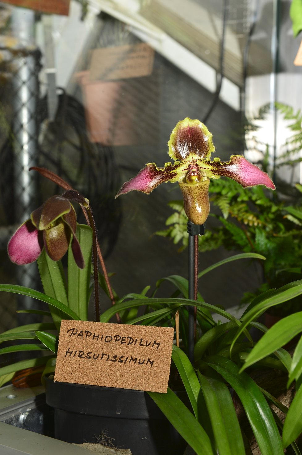 Chlupatá orchidej Paphieopedilum Hirsuti je typická svým porostem i zabarvením, ve kterém lze při troše fantazie rozeznat obrysy tváře.