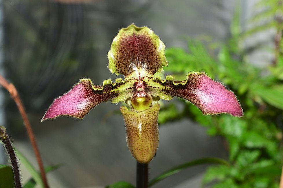 Chlupatá orchidej Paphieopedilum hirsuti je typická svým porostem i zabarvením, ve kterém lze při troše fantazie rozeznat obrysy tváře.