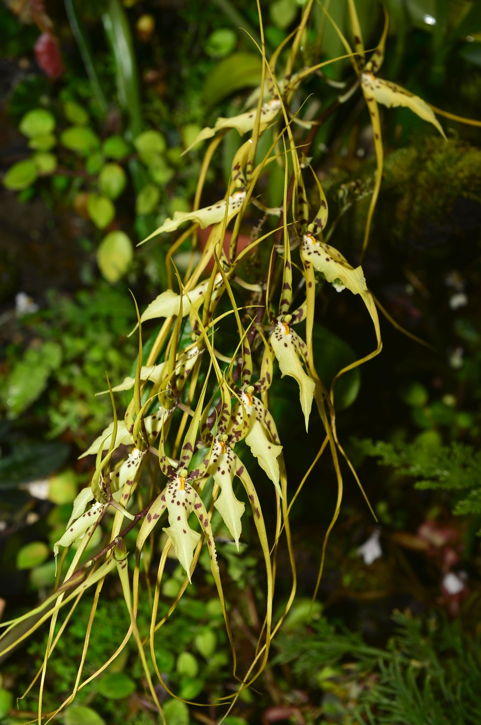 Letošní výstava orchidejí ve Fata Morganě hraje všemi barvami. Ke zhlédnutí bude do 31. března 2019. Poté ji v dubnu a květnu nahradí originální výstava tropických motýlů.