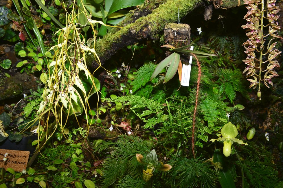 Letošní výstava orchidejí ve Fata Morganě hraje všemi barvami. Ke shlédnutí bude do 31. března 2019. Poté ji v dubnu a květnu nahradí originální výstava tropických motýlů.