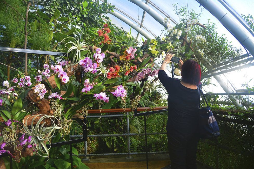 Až do 25. března si můžete ve skleníku Fata Morgana prohlédnout stovky orchidejí