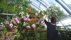 Orchideje pod nohama i nad hlavou: Botanická vystavuje ty nejvzácnější kusy