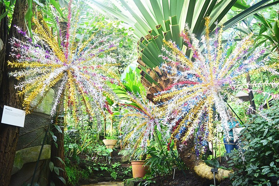 Až do 25. března si můžete ve skleníku Fata Morgana prohlédnout stovky orchidejí