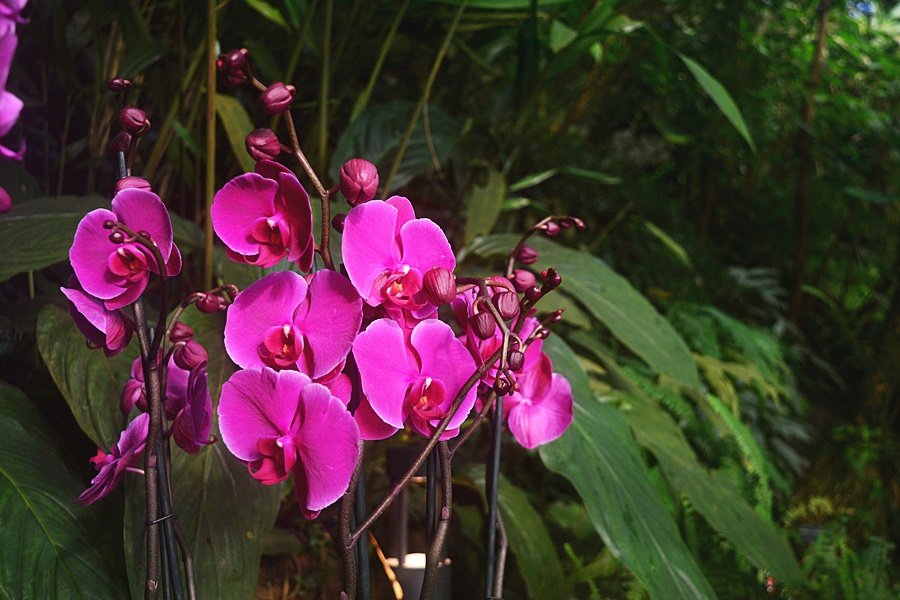 Až do 25. března si můžete ve skleníku Fata Morgana prohlédnout stovky orchidejí.