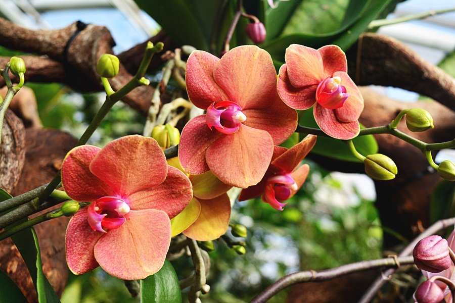 Až do 25. března si můžete ve skleníku Fata Morgana prohlédnout stovky orchidejí