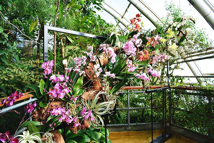 Až do 25. března si můžete ve skleníku Fata Morgana prohlédnout stovky orchidejí.