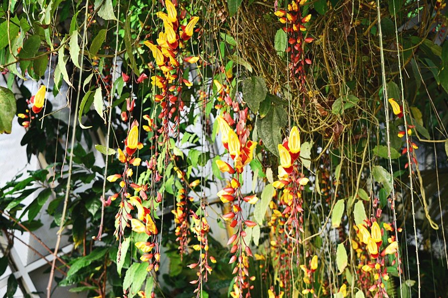 Až do 25. března si můžete ve skleníku Fata Morgana prohlédnout stovky orchidejí