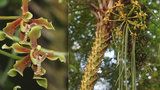 Obrovská rarita vykvetla v botanické zahradě: Třímetrová orchidej voní po skořici
