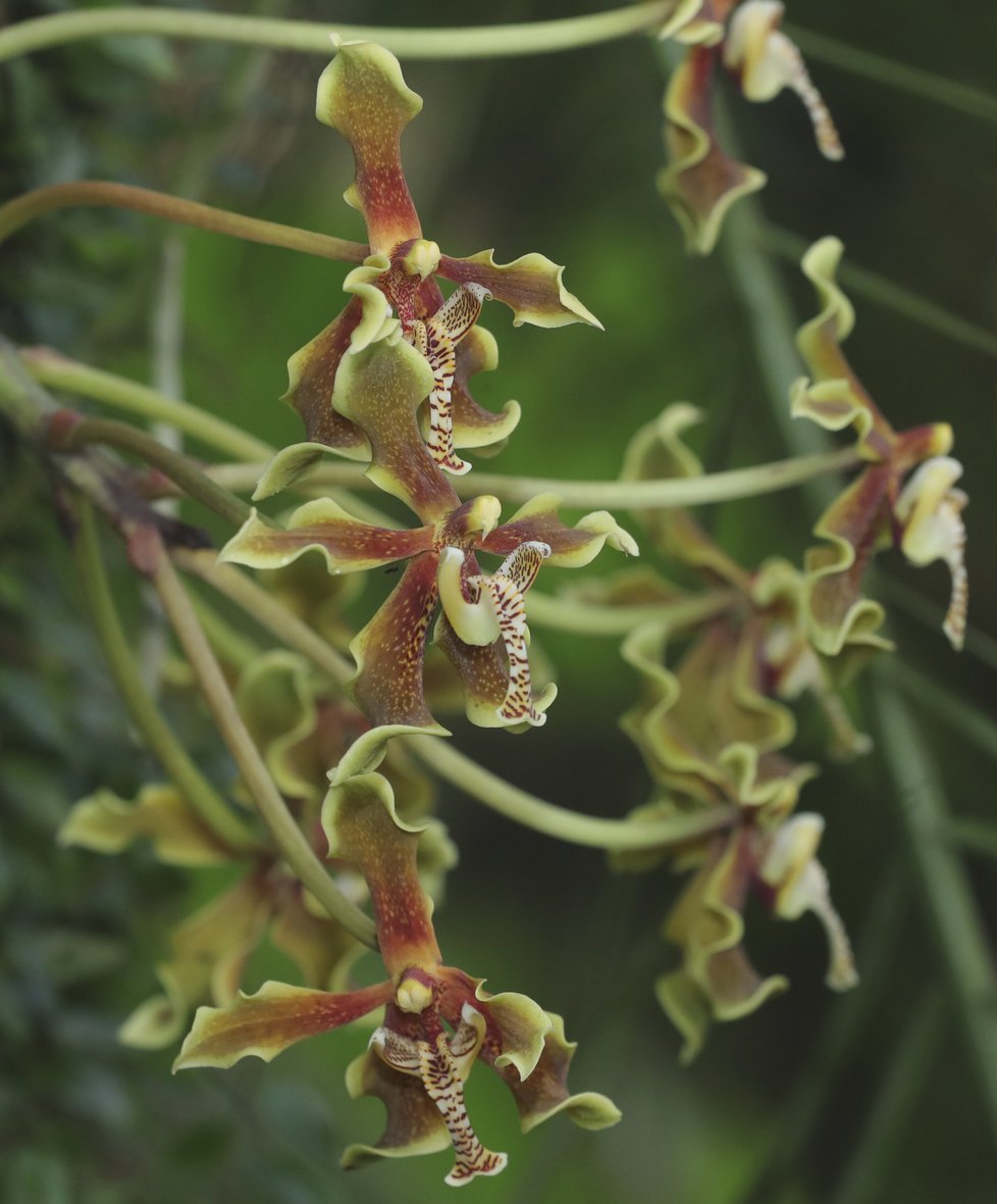 Květy orchideje Paraphalaenopsis labukensis