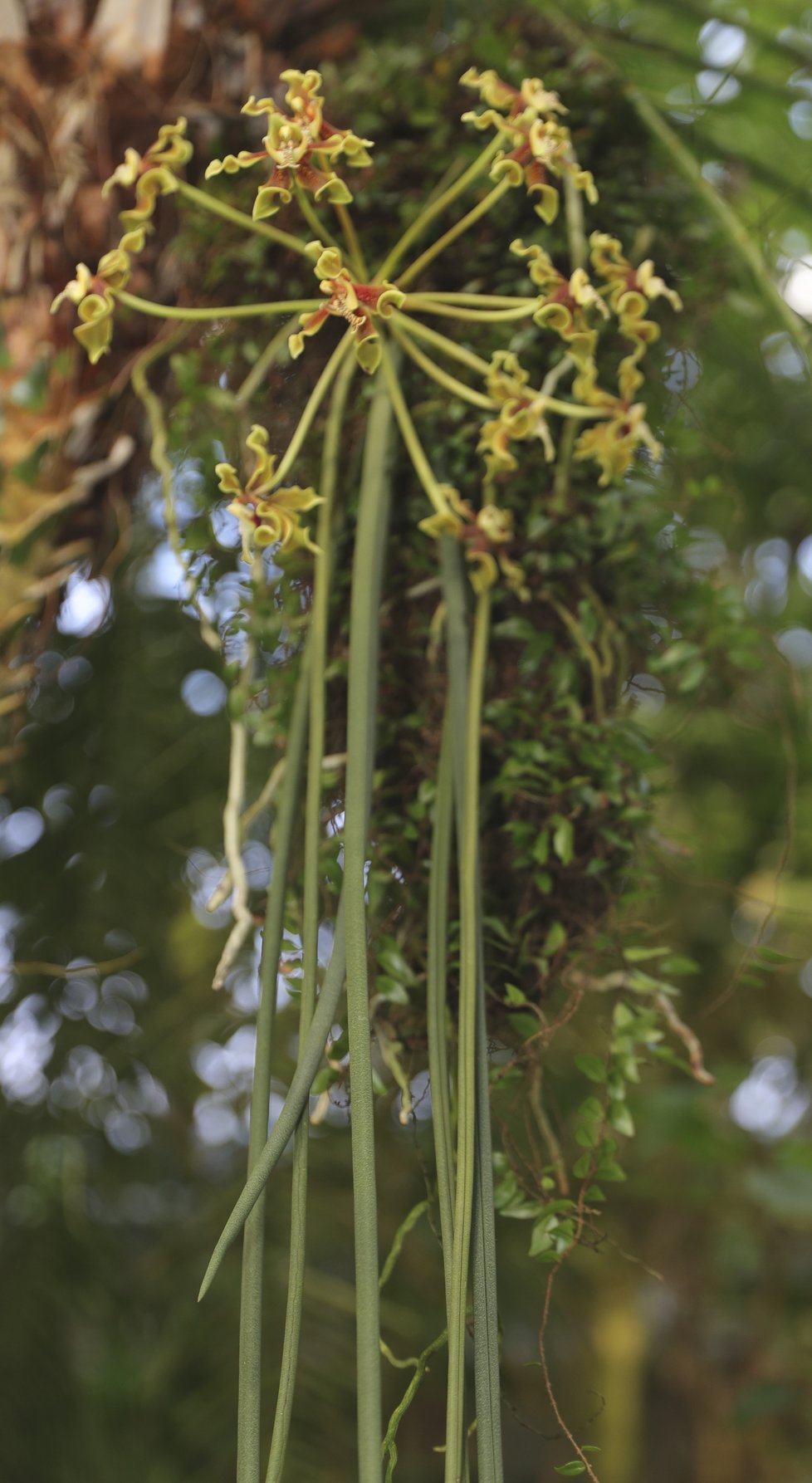Paraphalaenopsis labukensis má ze všech orchidejí nejdelší listy. Roste převážně na stromech.
