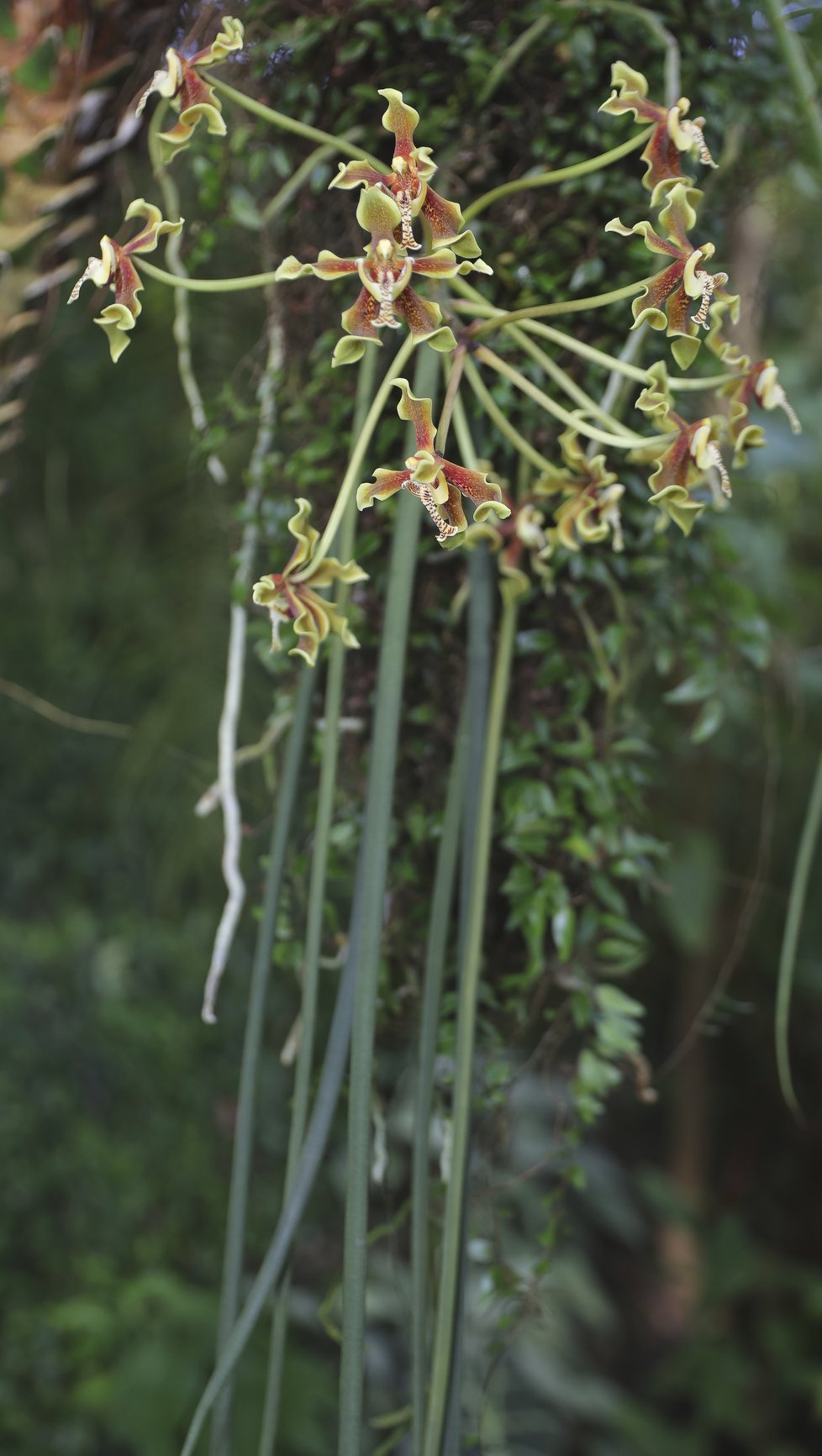 Paraphalaenopsis labukensis roste na stromech.