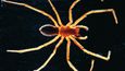 Jeskynní pavouk nalezený v jeskyni Vodna jama v Černé Hoře