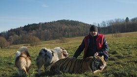 Loni jeho puma napadla holčičku (3), chovatel se teď svými šelmami chlubí v zahraničí