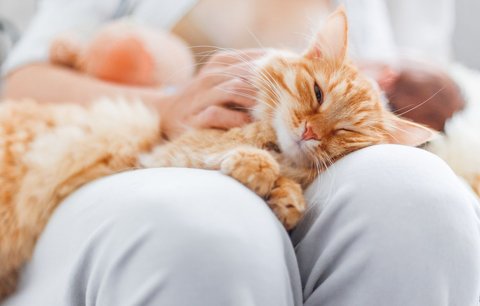 Kočky místo prášků: V Česku roste zájem o felinoterapii