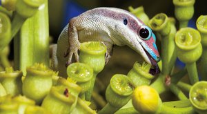 Válka gekonů: Jak se z mazlíčka stane vetřelec