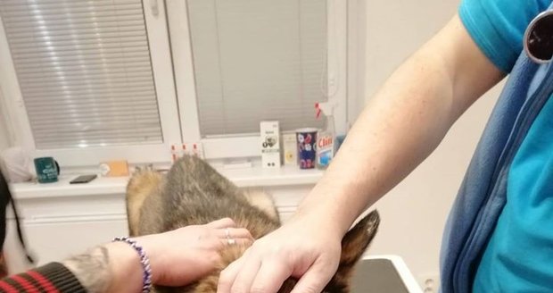 Krvácející vyhublá Luna umírala na řetězu. Znásilnili ji, bojí se veterinář