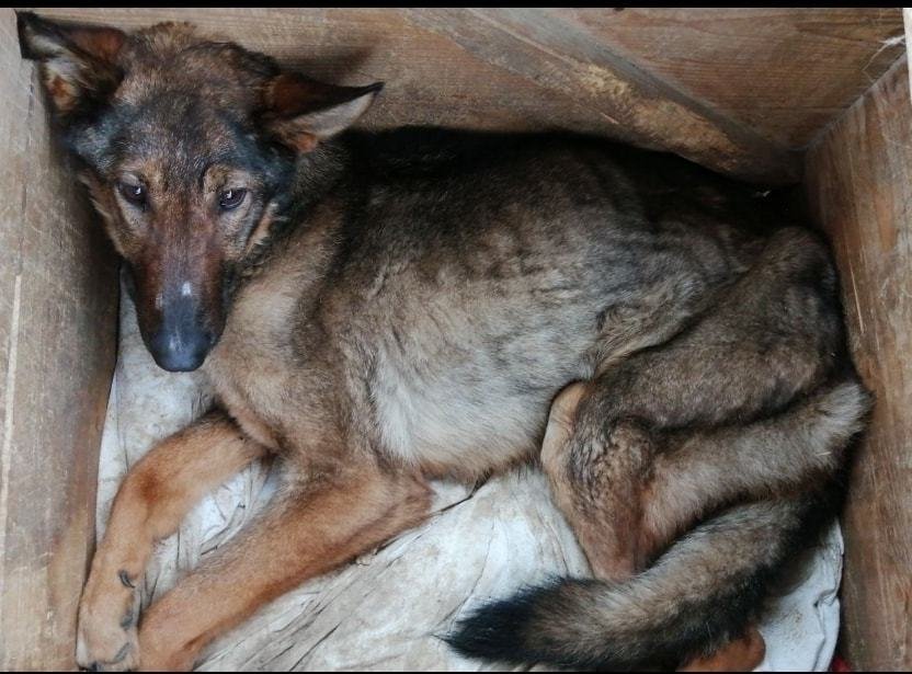 Příšerný zážitek má za sebou zubožená fenka Luna. Její tyran ji zřejmě znásilnil a smrti unikla jen o vlásek