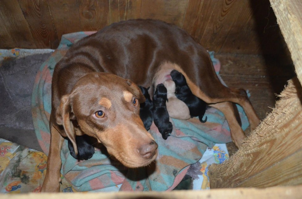 Rita porodila osm štěňátek.