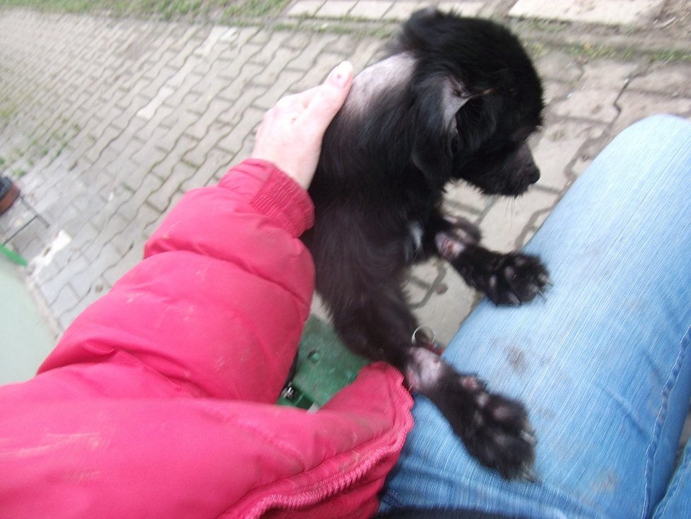 Zubožená fena Nelinka běhala v Beňovech s tlamou omotanou izolepou, zotavuje se v klatovském útulku.