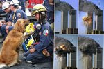 Záchranářští psi z trosek newyorských Dvojčat: Už žije jen fenka Bretagne, letos oslavila 16. narozeniny.