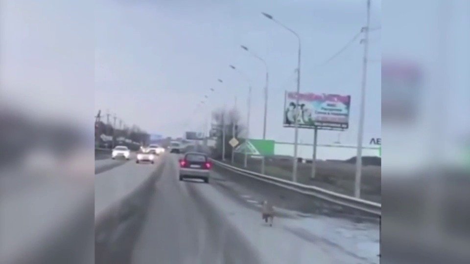 Fenka běžela několik kilometrů za vozem majitele, který ji bezcitně vyhodil na ulici.