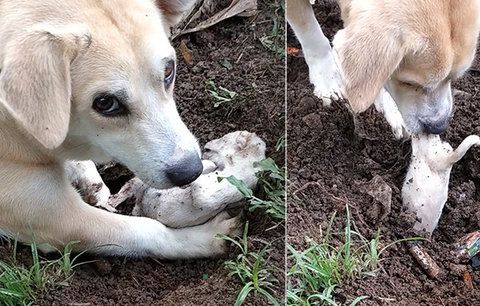 Srdcervoucí snímky: Fenka se snažila oživit své štěně, umřelo při porodu