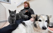 Mezidruhové soužití v útulku: Osiřelých koťátek se ujala kolie