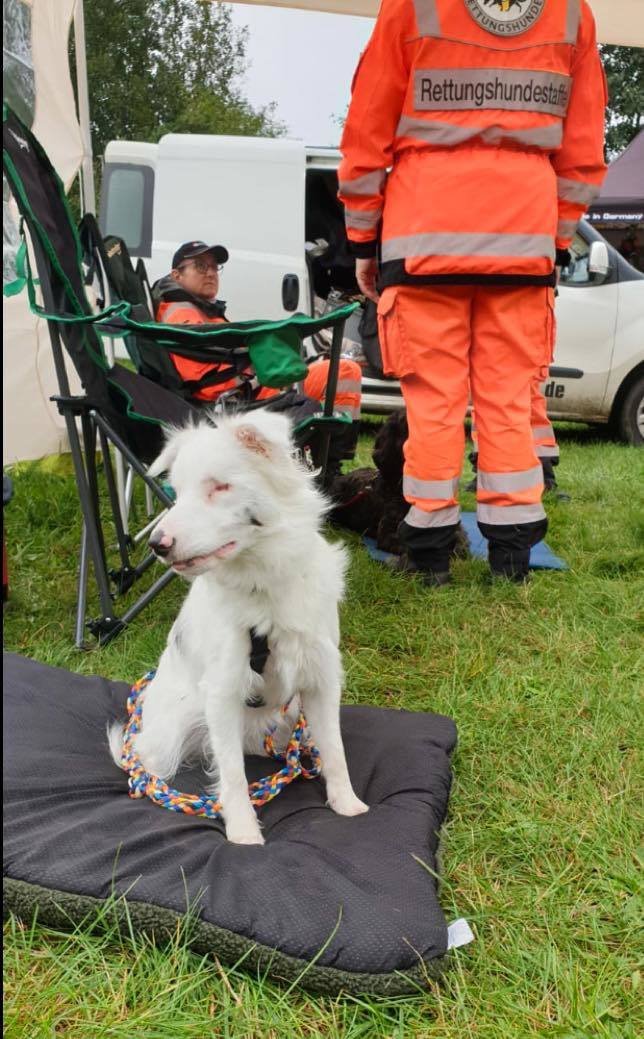 Fence Pearl se daří navzdory nelehkému postižení. Stal se z ní záchranářský pes.
