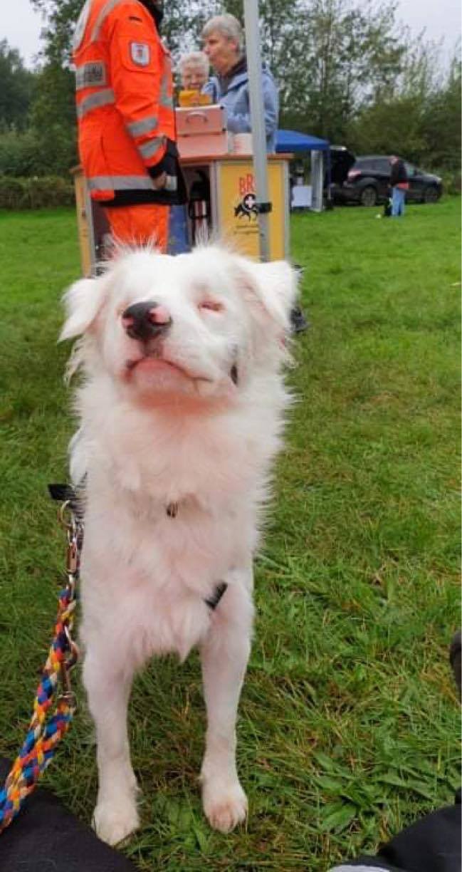 Fence Pearl se daří navzdory nelehkému postižení. Stal se z ní záchranářský pes.